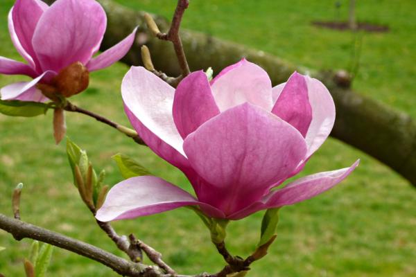 trees with pink flowers