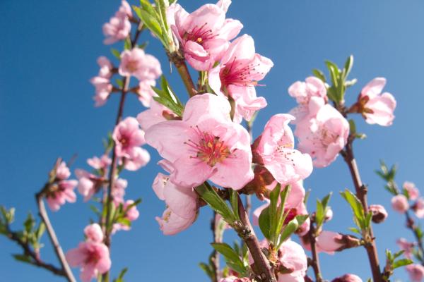 trees with pink flowers