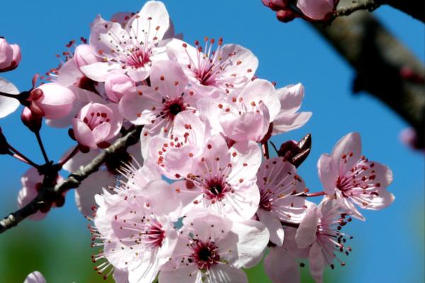 trees with pink flowers