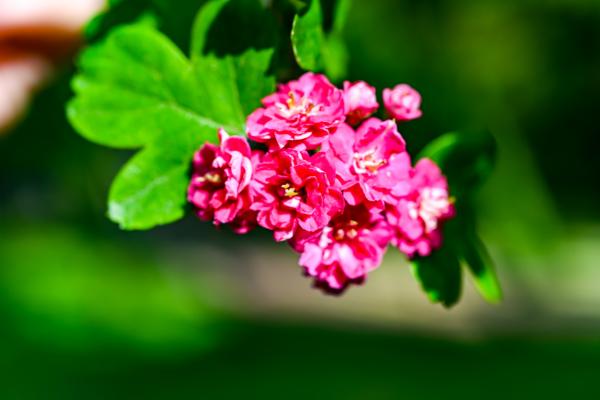 trees with pink flowers