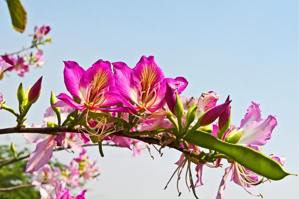 trees with pink flowers