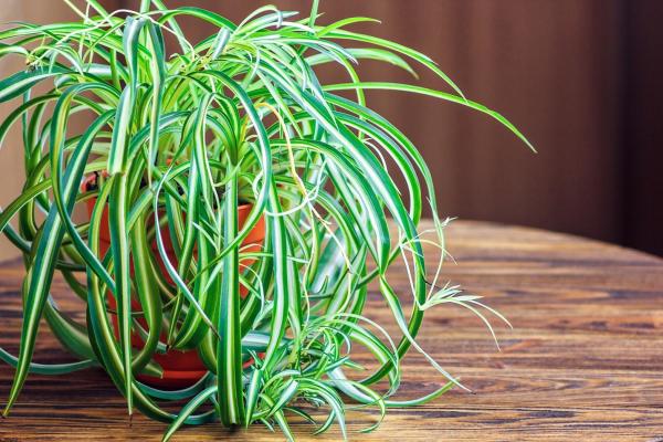 best office plants and air quality