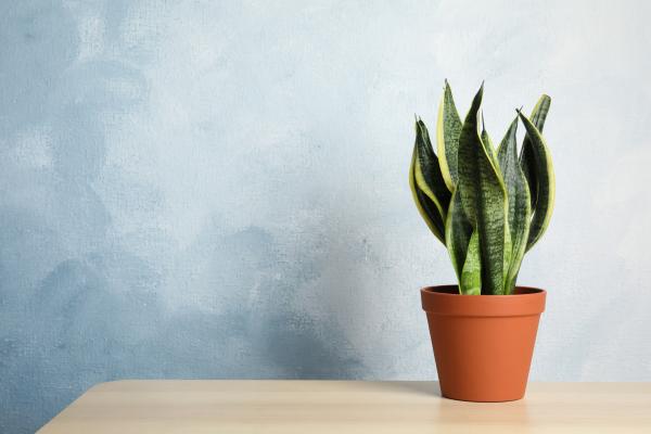 best office plants and air quality