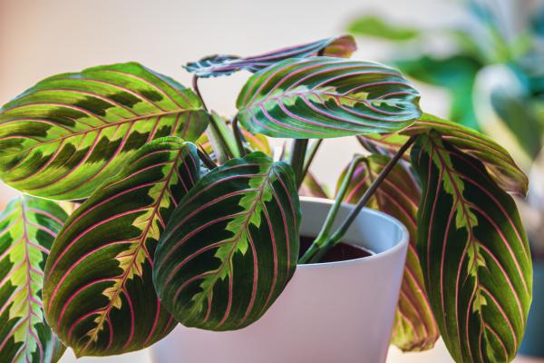 best office plants and air quality