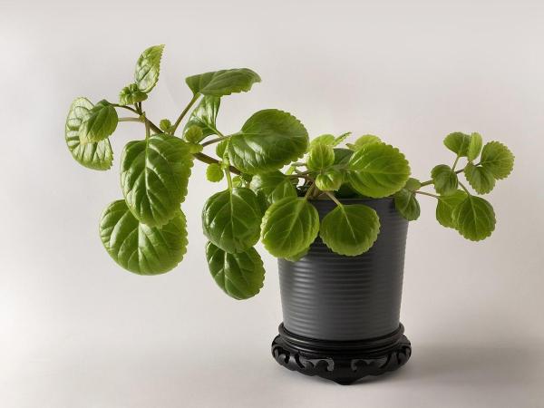 best office plants and air quality