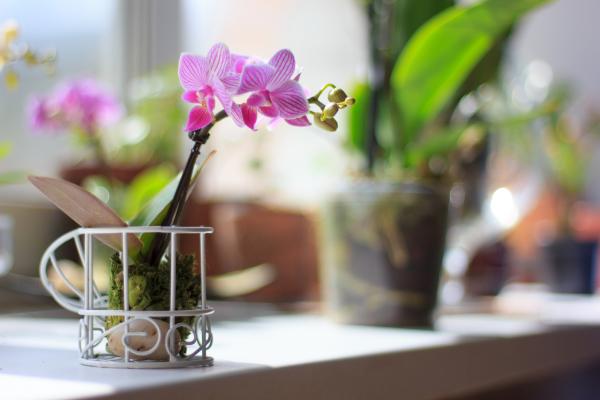 best office plants and air quality