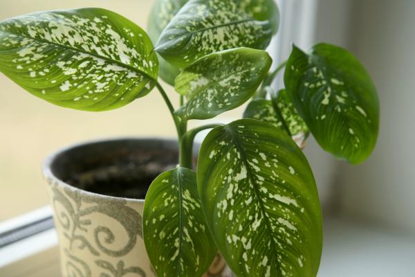 best office plants and air quality