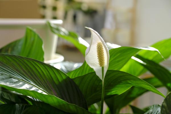 best office plants and air quality