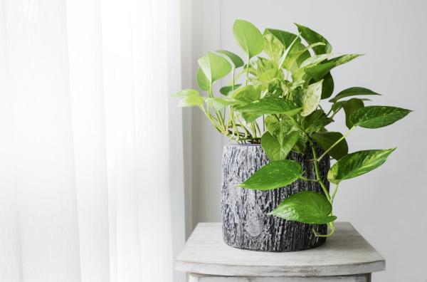 best office plants and air quality