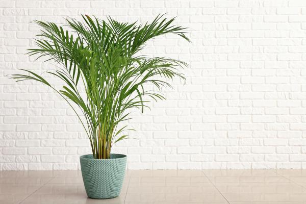 best office plants and air quality