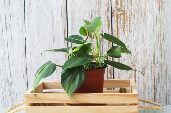 best office plants and air quality