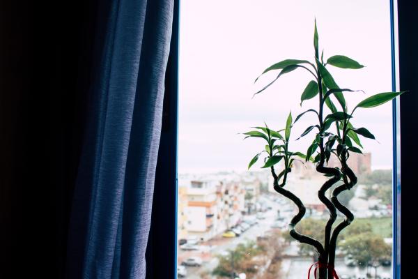 best office plants and air quality