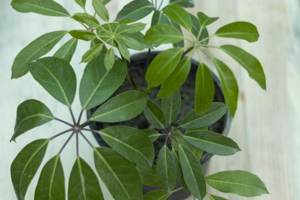 best office plants and air quality