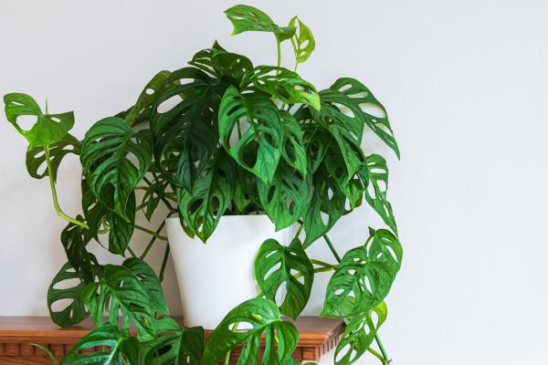 best office plants and air quality