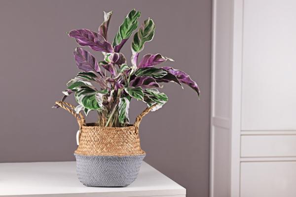 aesthetic plants for home