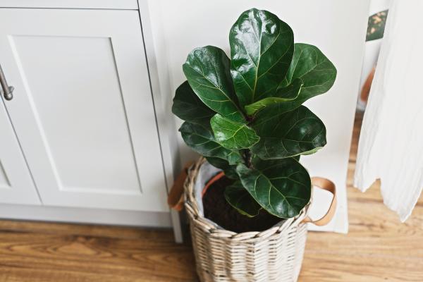 aesthetic plants for home