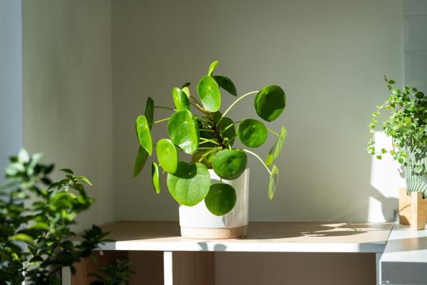 aesthetic plants for home