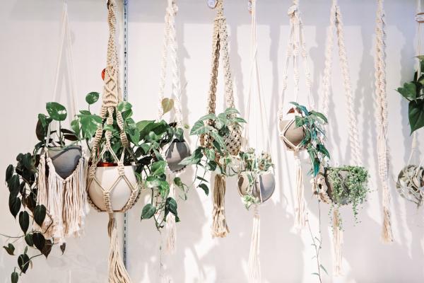 aesthetic plants for home