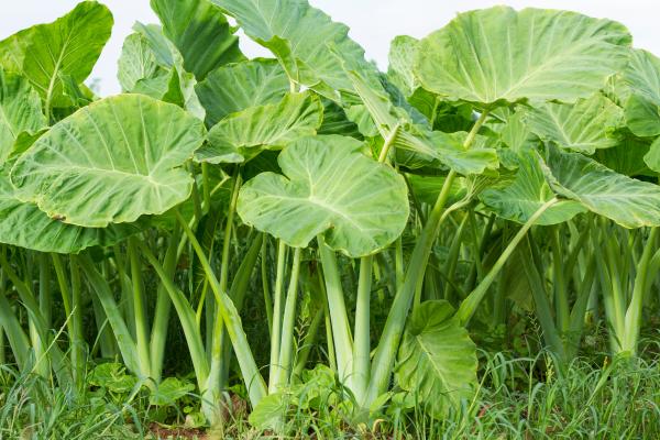 plants with shaped heart leafs