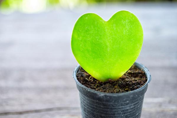 plants with shaped heart leafs