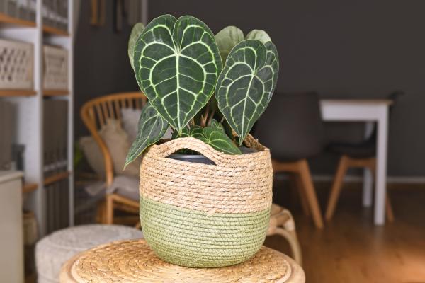 plants with shaped heart leafs