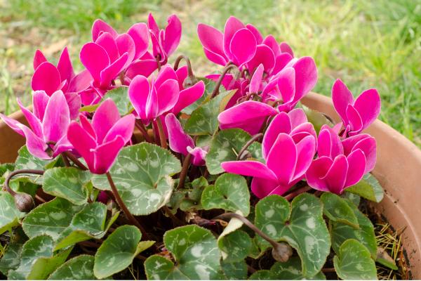 plants with shaped heart leafs