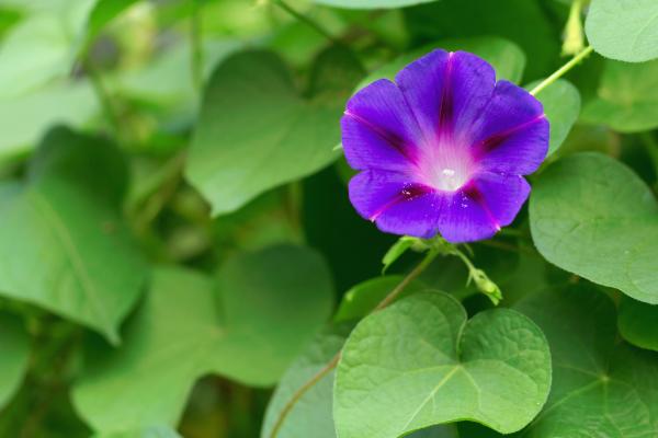 plants with shaped heart leafs