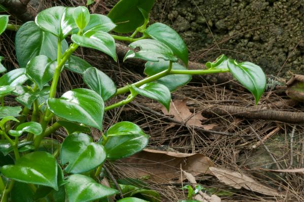 plants with shaped heart leafs