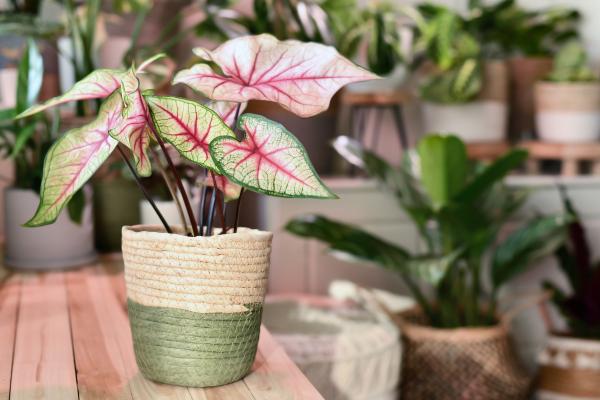 plants with shaped heart leafs