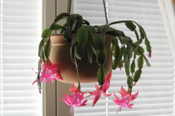 easy to care indoor plants for beginners