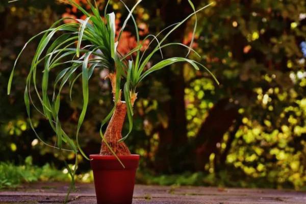 easy to care indoor plants for beginners