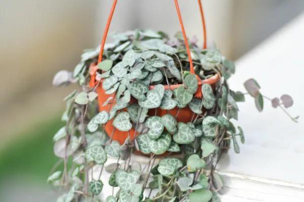 easy to care indoor plants for beginners