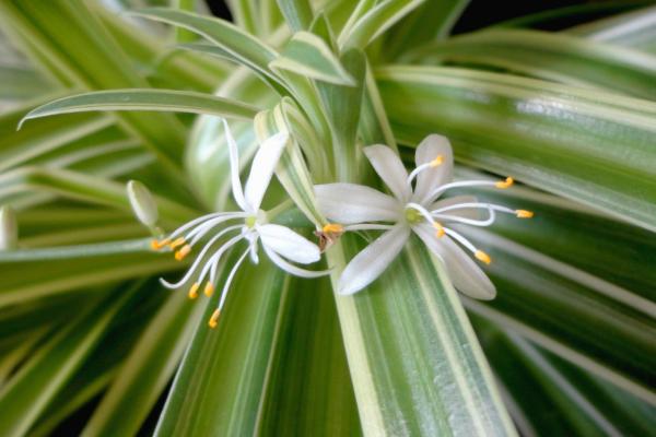 easy to care indoor plants for beginners