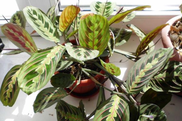 easy to care indoor plants for beginners