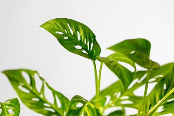 easy to care indoor plants for beginners