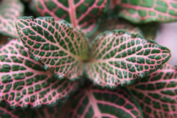 easy to care indoor plants for beginners