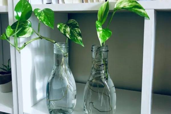 easy to care indoor plants for beginners