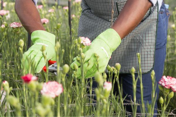 chinese carnation how to care