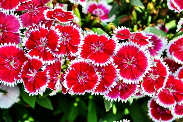 chinese carnation how to care