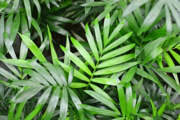 long lasting indoor plants for home decor