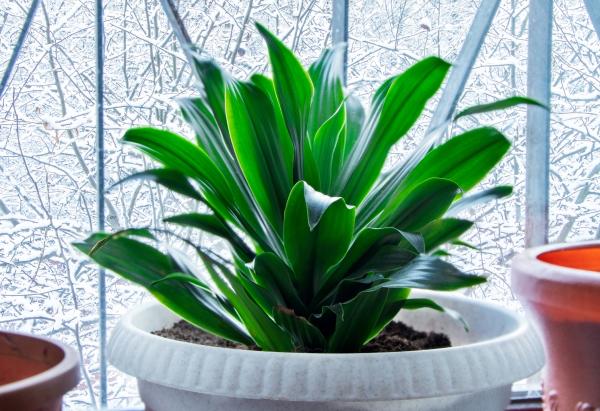 long lasting indoor plants for home decor