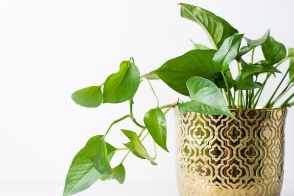 long lasting indoor plants for home decor