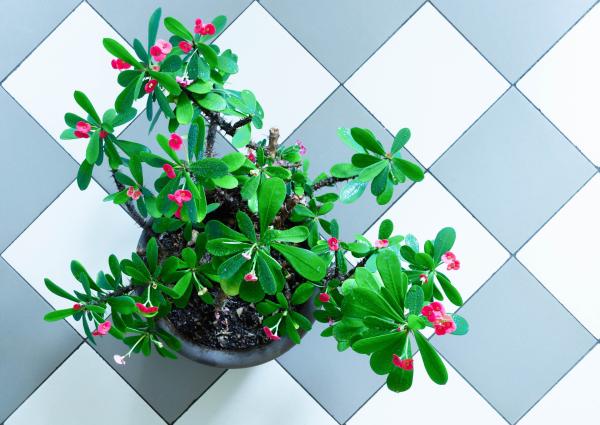 long lasting indoor plants for home decor