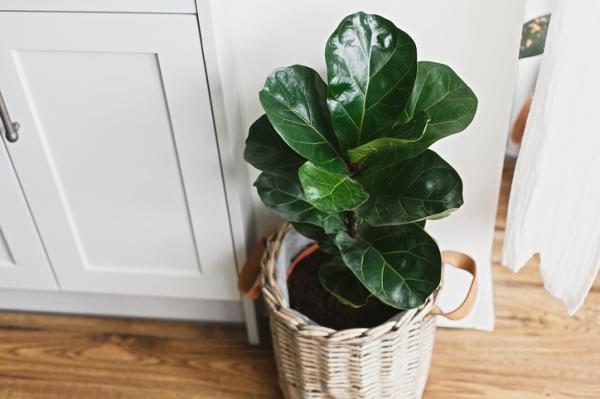 long lasting indoor plants for home decor