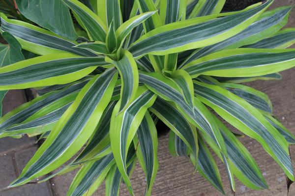 long lasting indoor plants for home decor