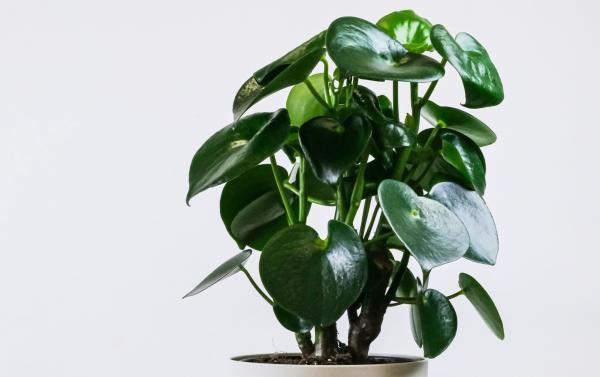 long lasting indoor plants for home decor