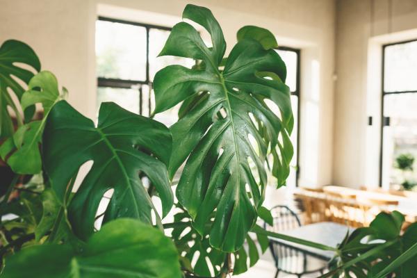 long lasting indoor plants for home decor