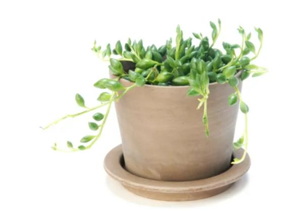 long lasting indoor plants for home decor