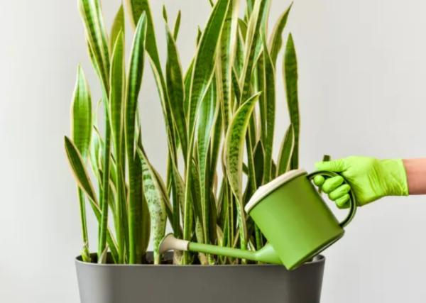 long lasting indoor plants for home decor