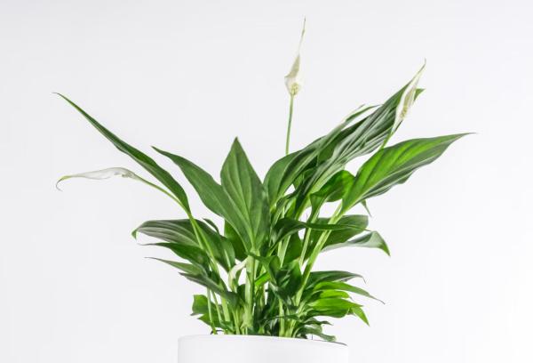 long lasting indoor plants for home decor